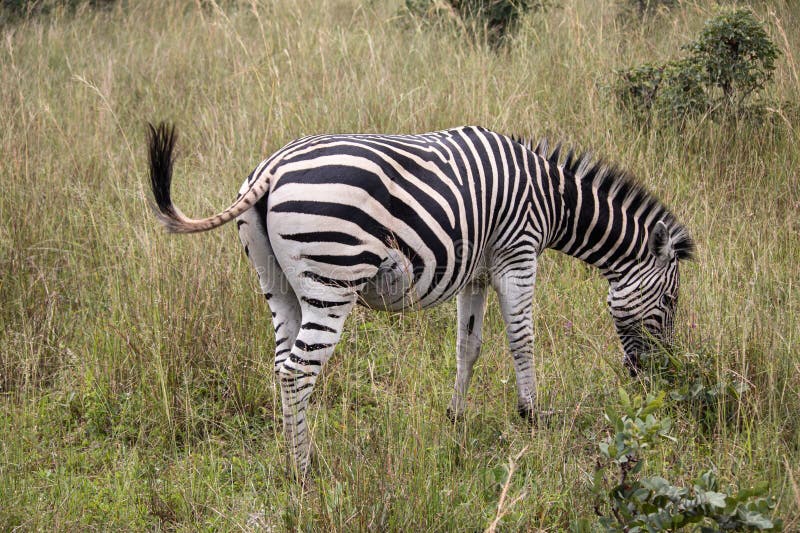 chander bhushan gupta add Zebra Shaved photo