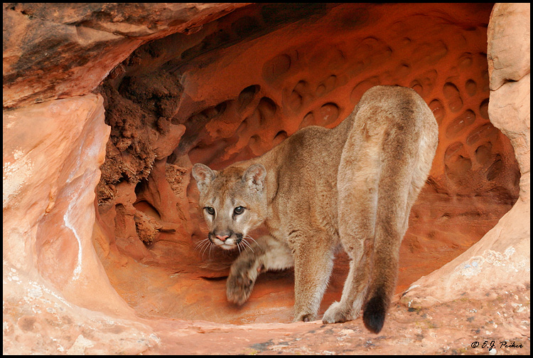 bradley eliason add Interacial Cougar photo