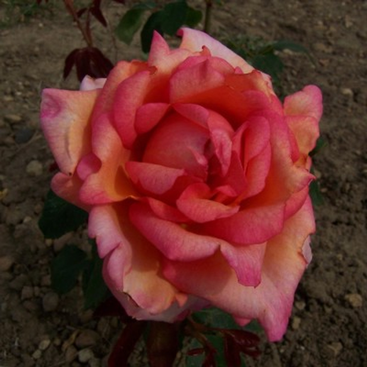 Oksana Rose 8405