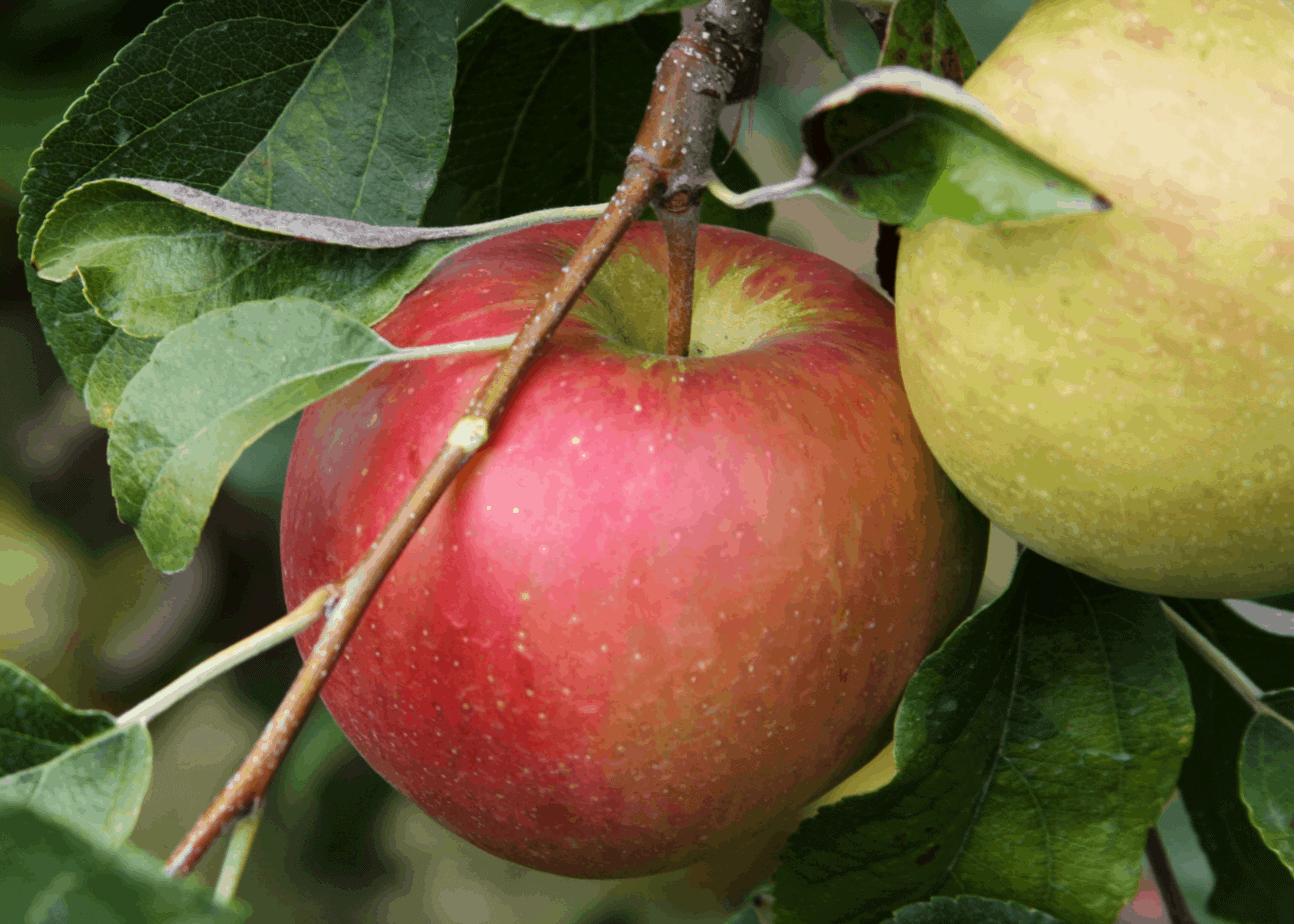 diane haabjoern add Mysweet Apple Threesome photo