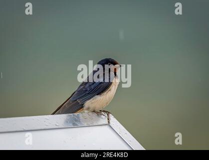 deborah daw add Matures That Swallow photo