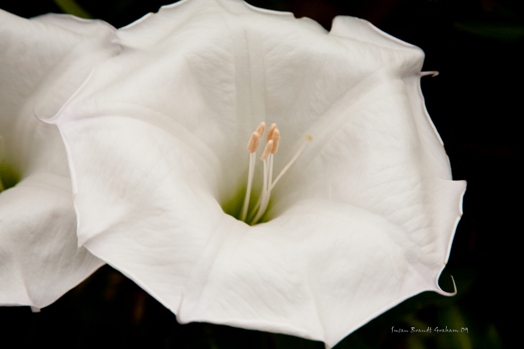 colin smiley add Datura Divine photo