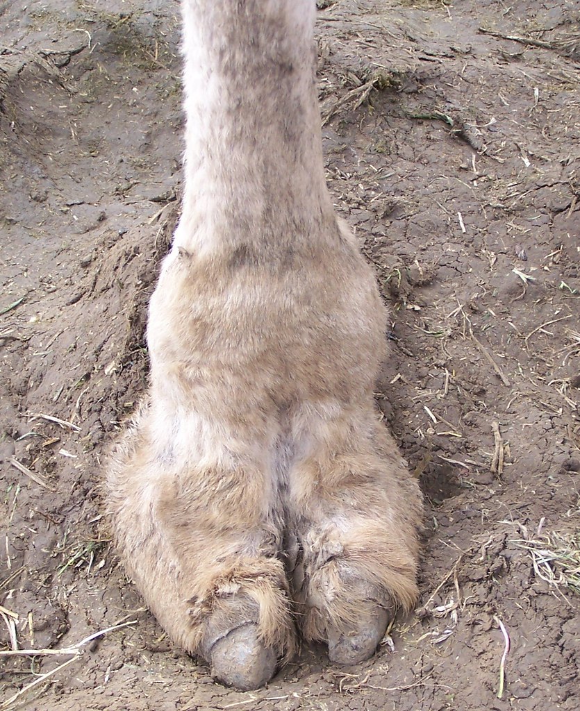 abigail dubois add Real Camel Toe photo