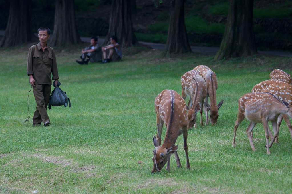 christopher linnell add Korean Bj Deer photo