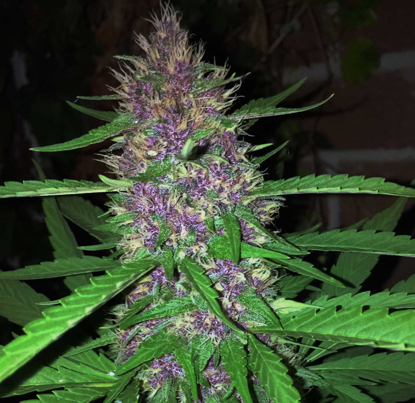 chris merrick add Rose Kush photo