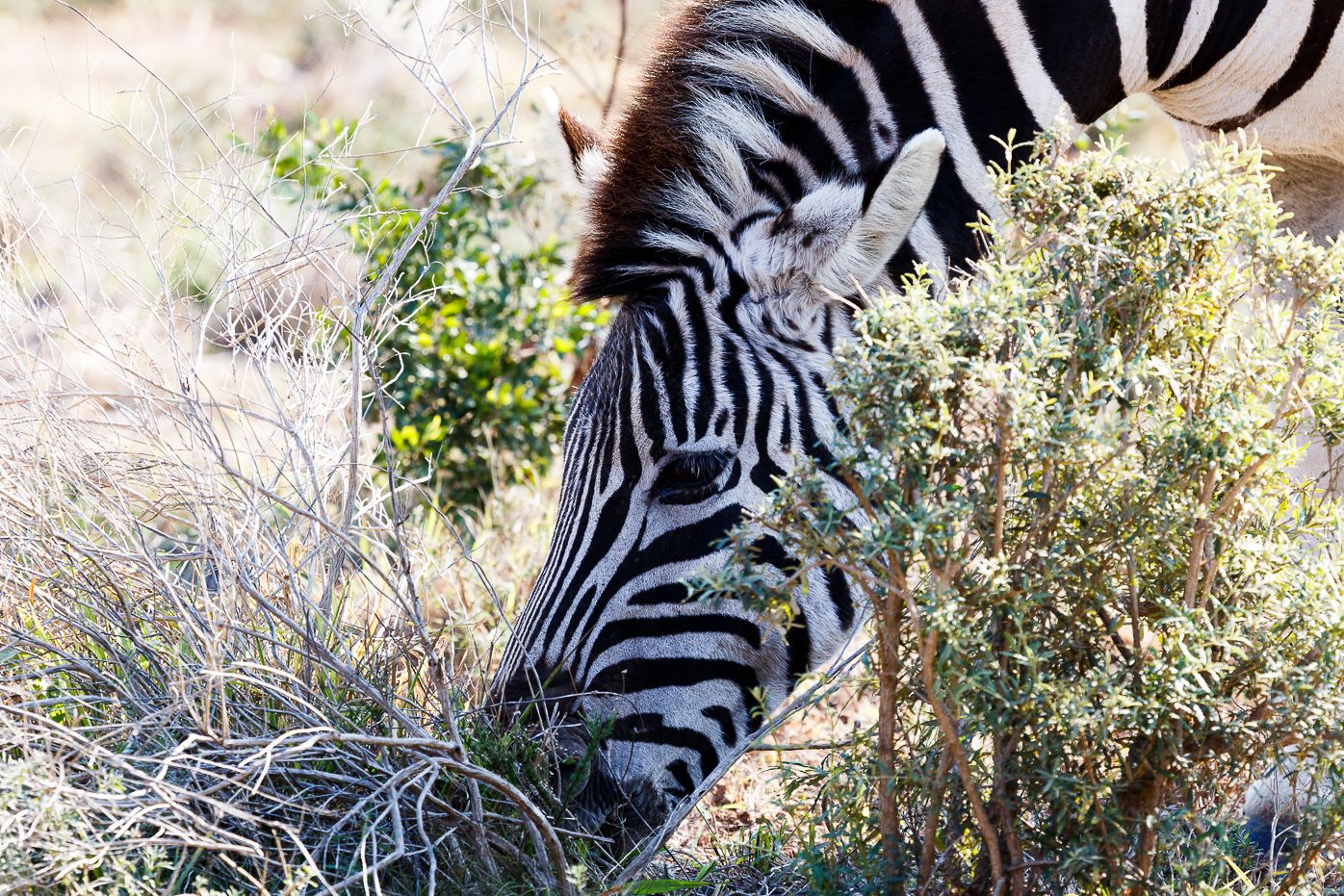 ami kramer add Zebra Shaved photo