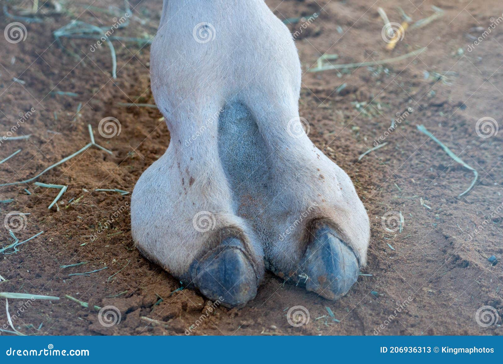 alex foshee add Real Camel Toe photo