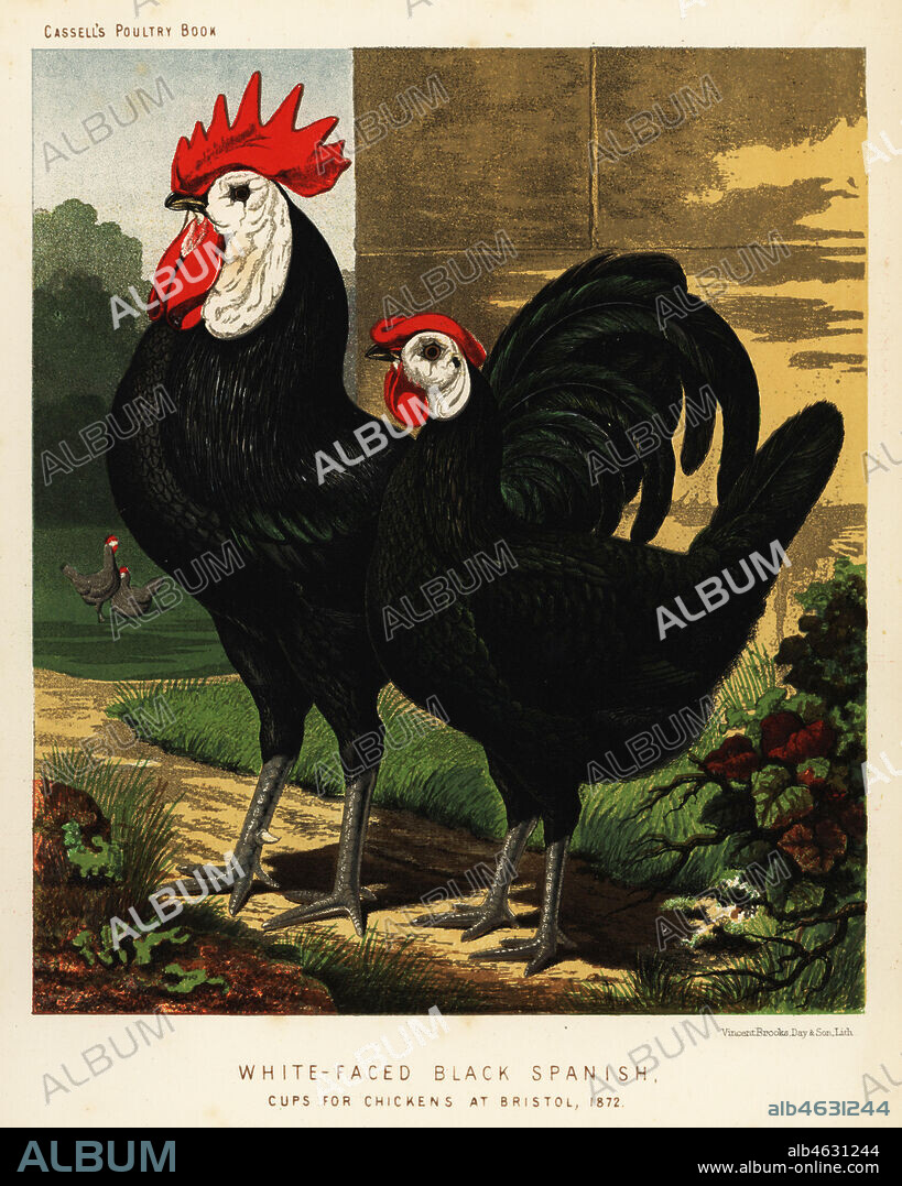 charles blandford add Spanish For Cock photo