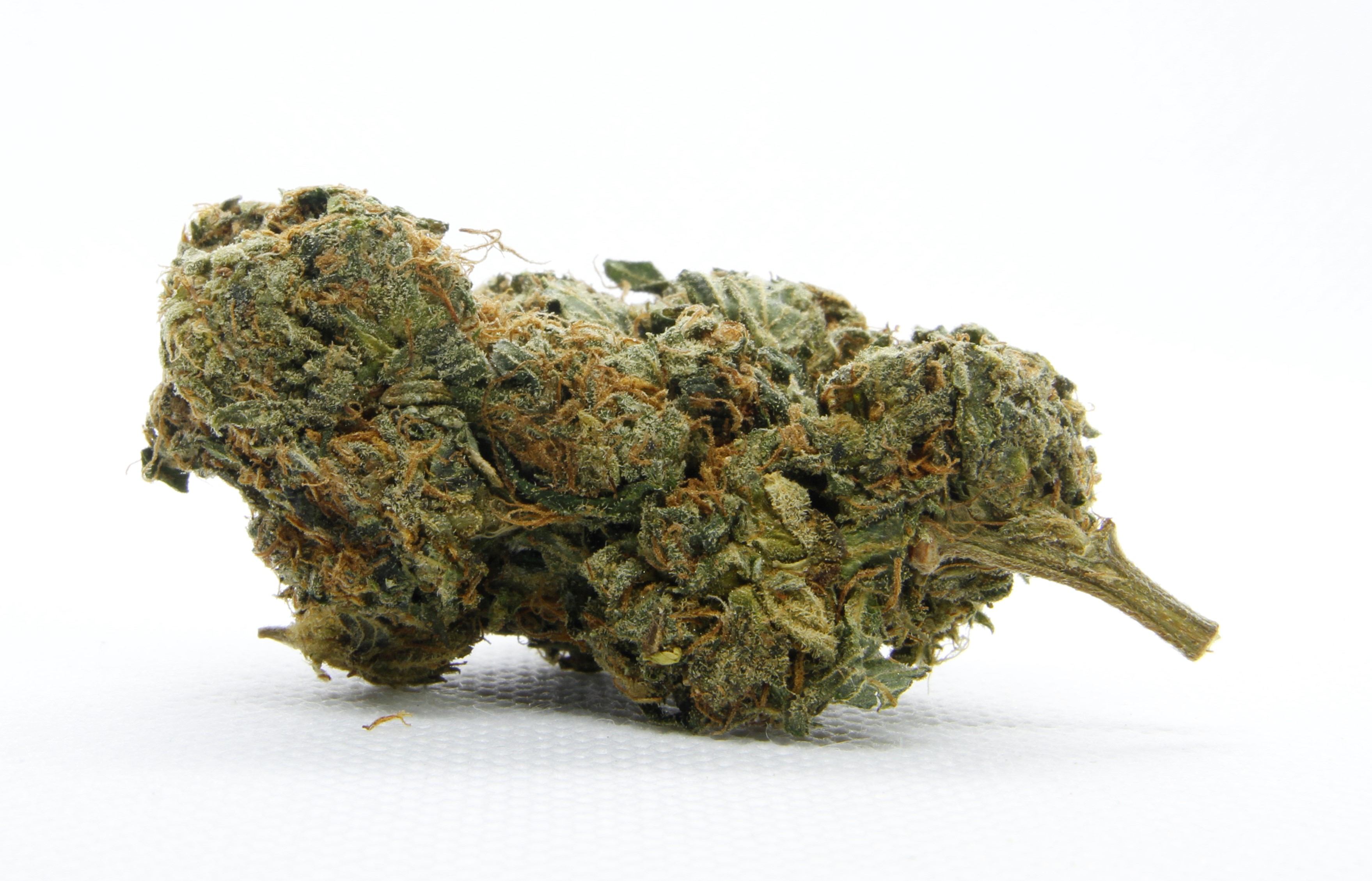 devin kight add Rose Kush photo