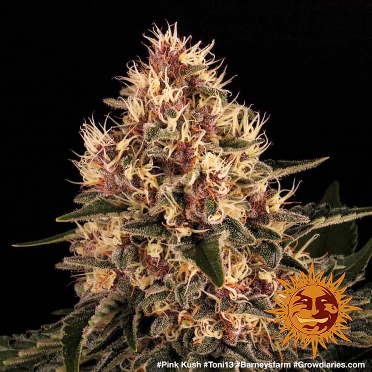bianca aldridge add Rose Kush photo