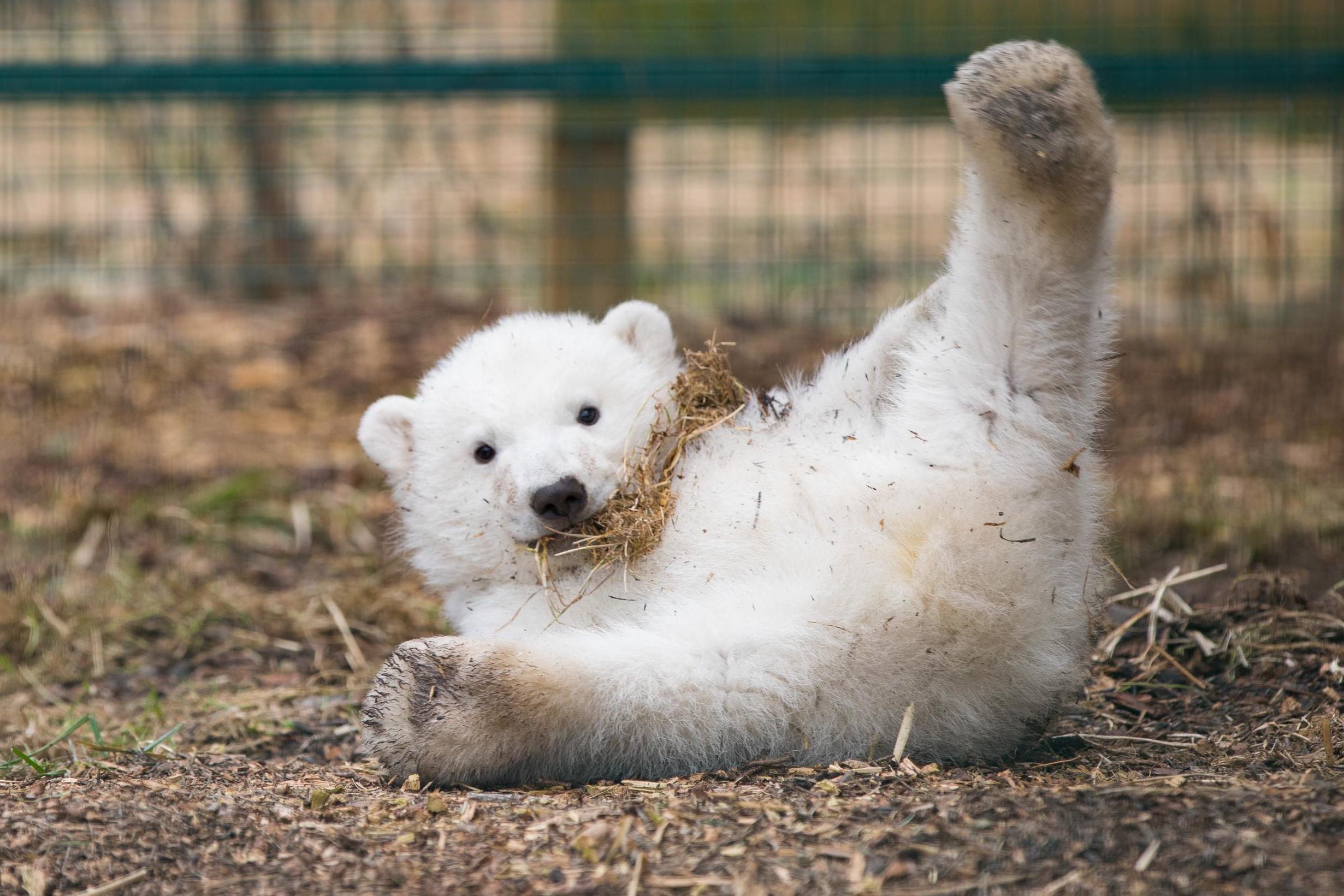 betty ivers add Polar Bear Porn photo