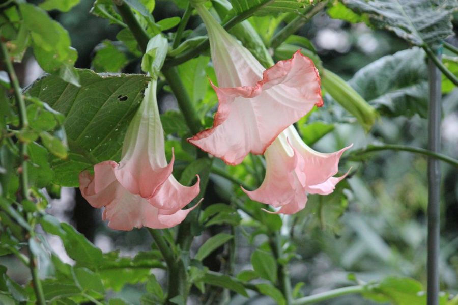 diana allan add Datura Divine photo