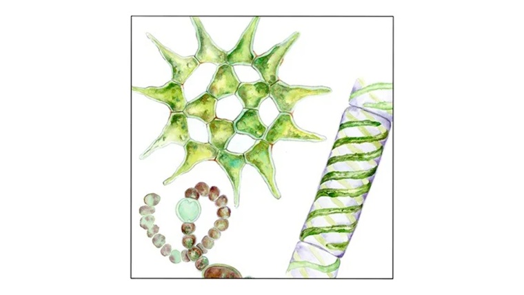 Mostress Tangent 18705