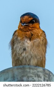 amy hulley add Matures That Swallow photo