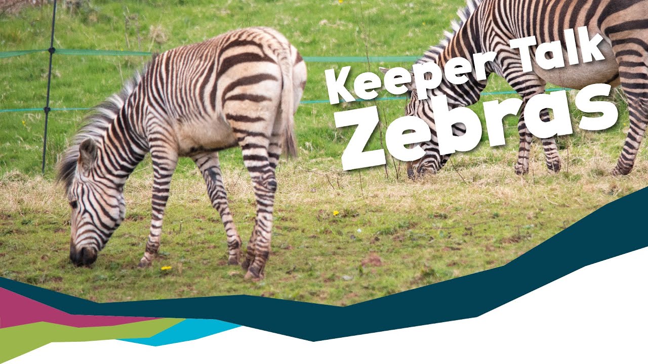 amy kelham add Zebra Shaved photo