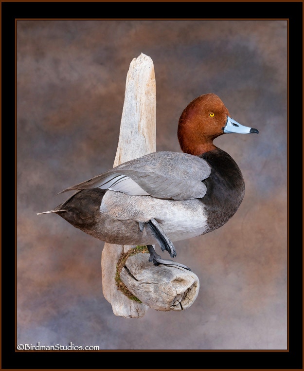 christopher hilgendorf add Redhead Mounts photo