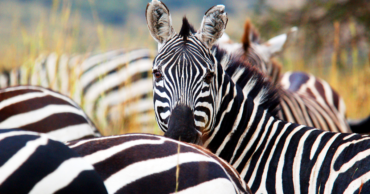 carol rutledge add Zebra Shaved photo