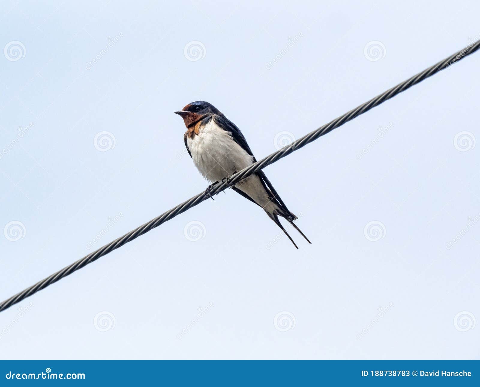 betty leinweber add Japan Swallow photo