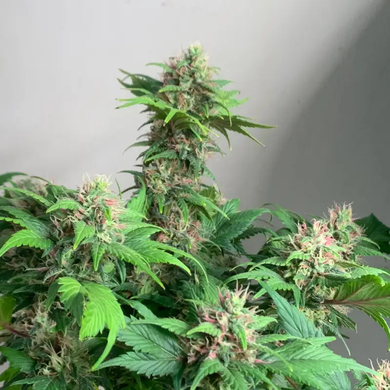 dennis bacarisas add Rose Kush photo
