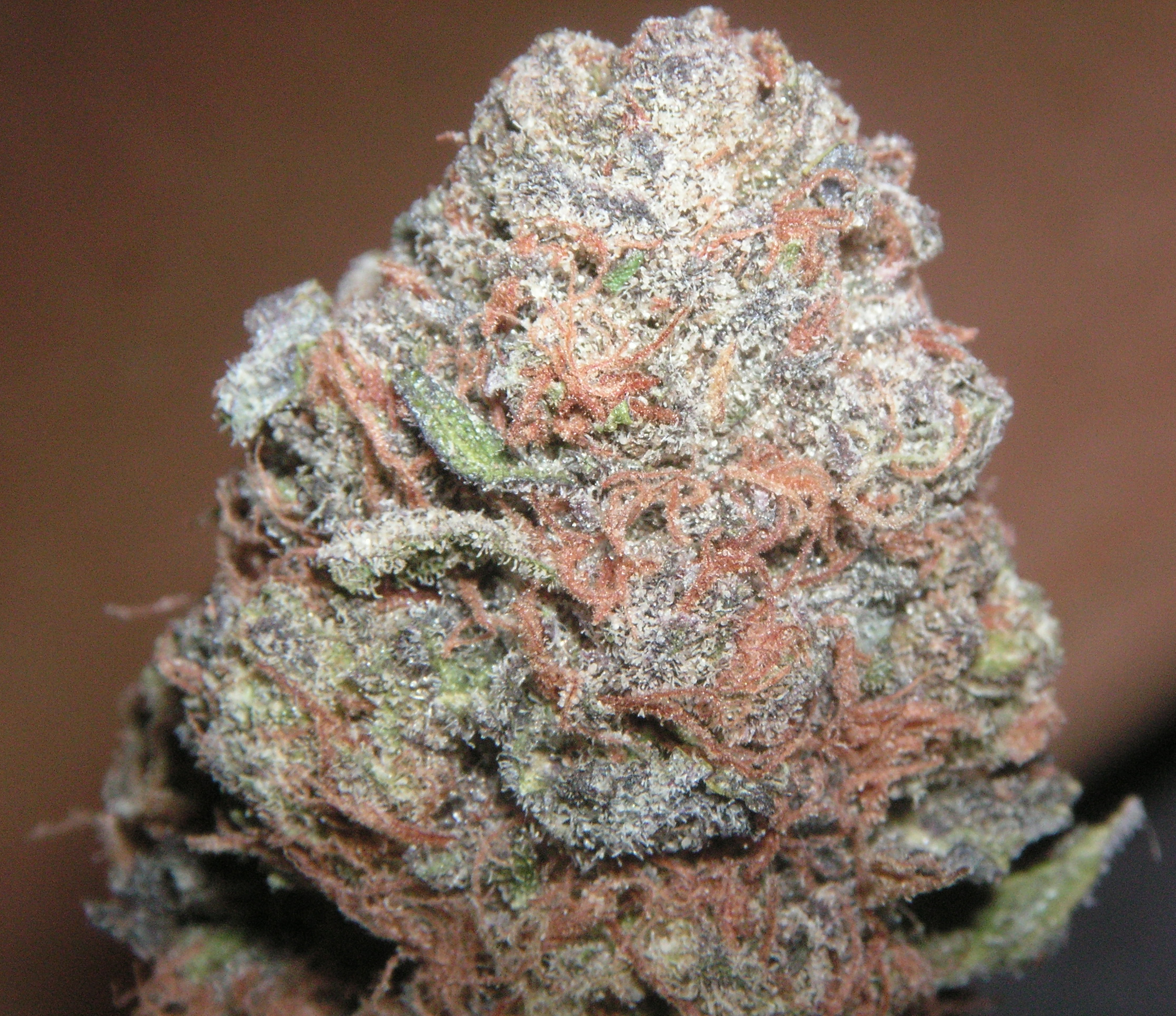 ariel whitman add Rose Kush photo
