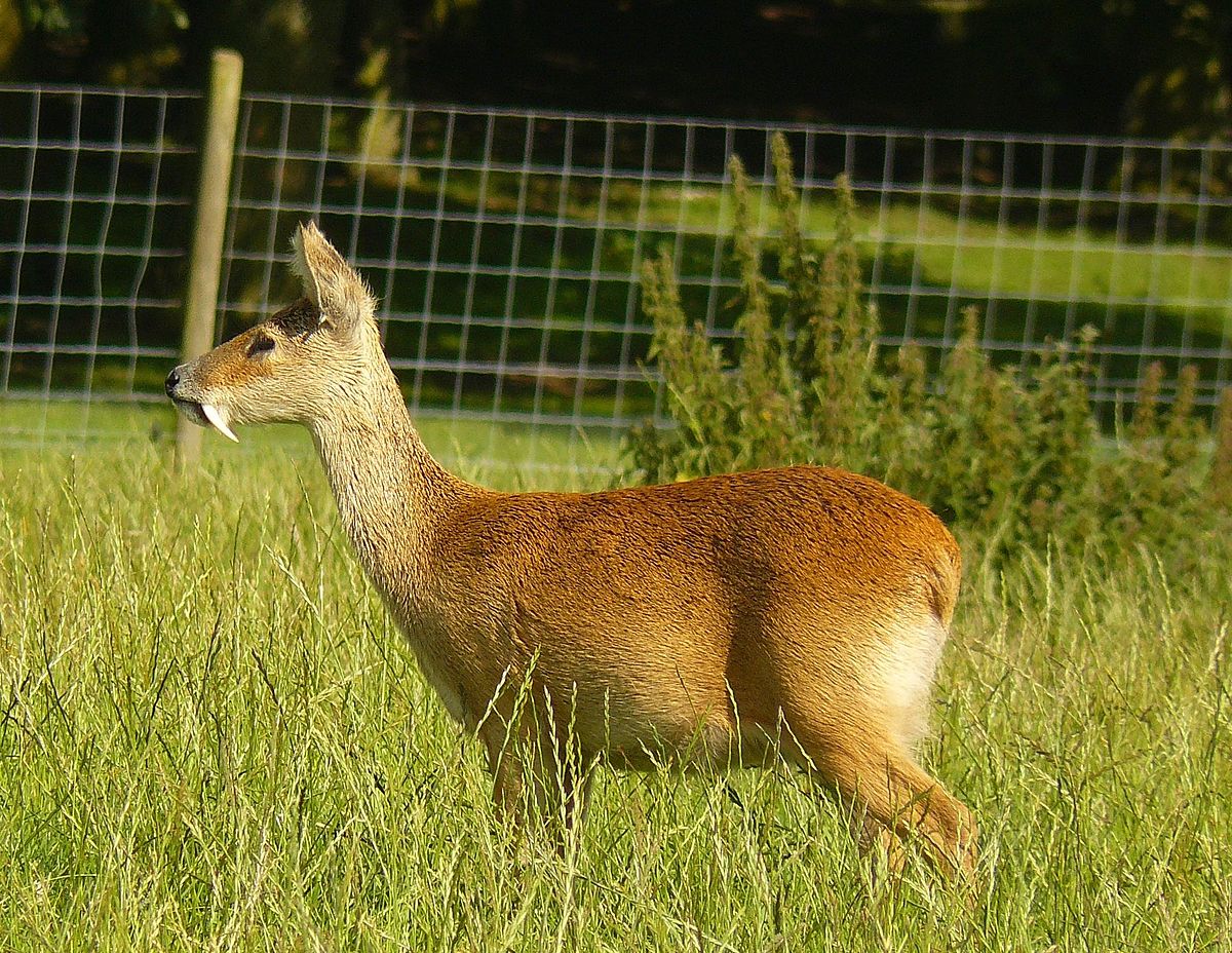 anthony knecht add Korean Bj Deer photo