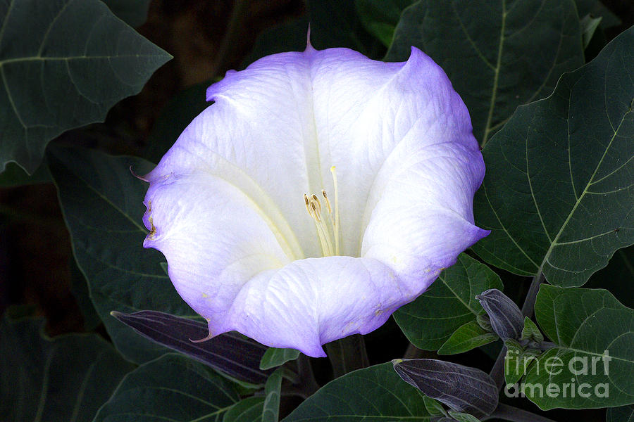 dawn naughton add Datura Divine photo