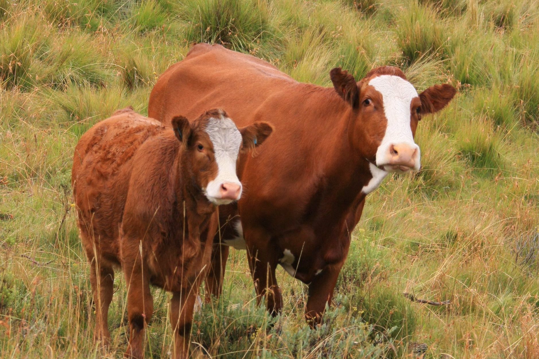 connie o riordan add Crossbreeding Assistance photo