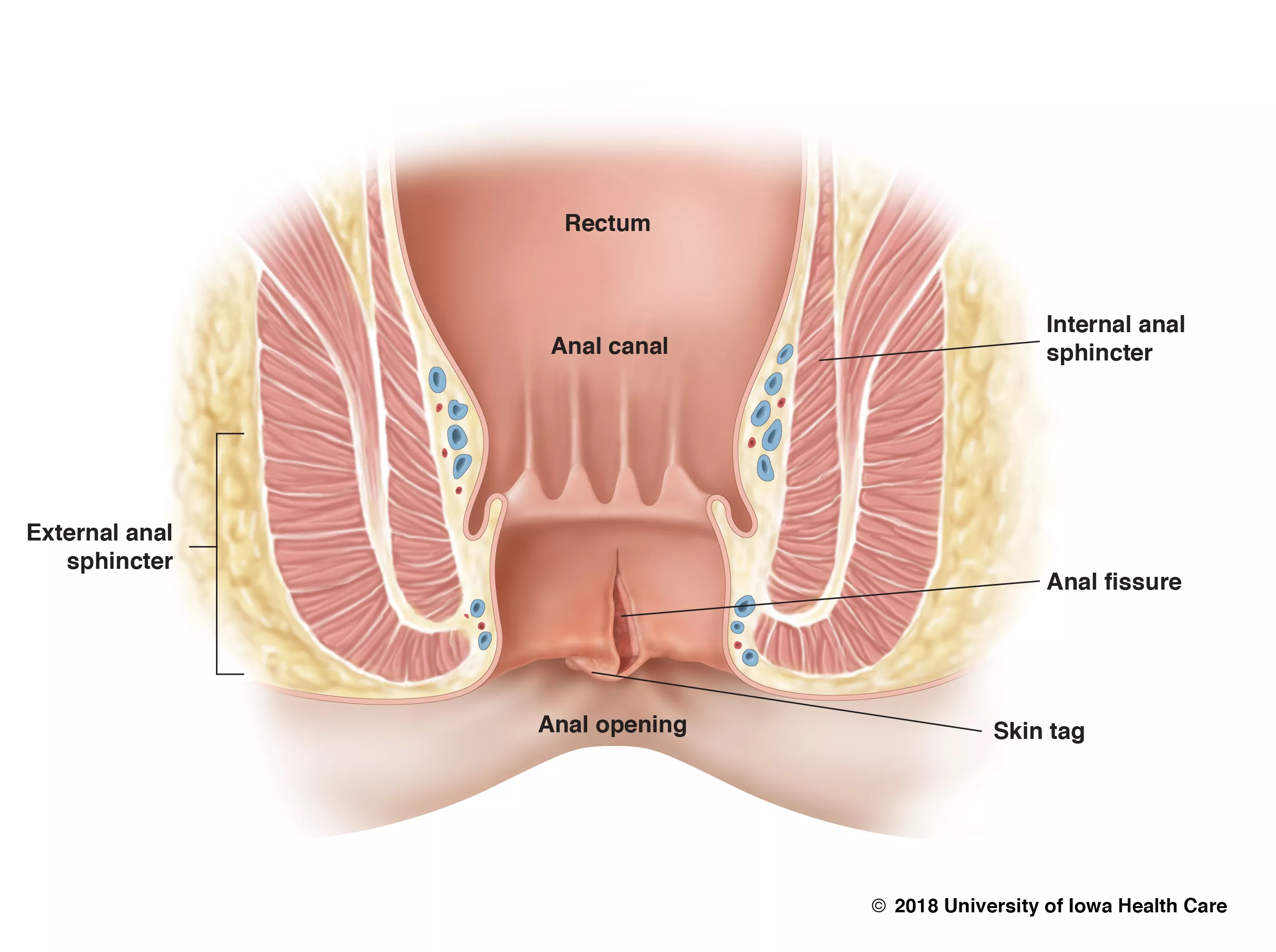 ahmed alsuwaidi add Anal Bar Stool photo