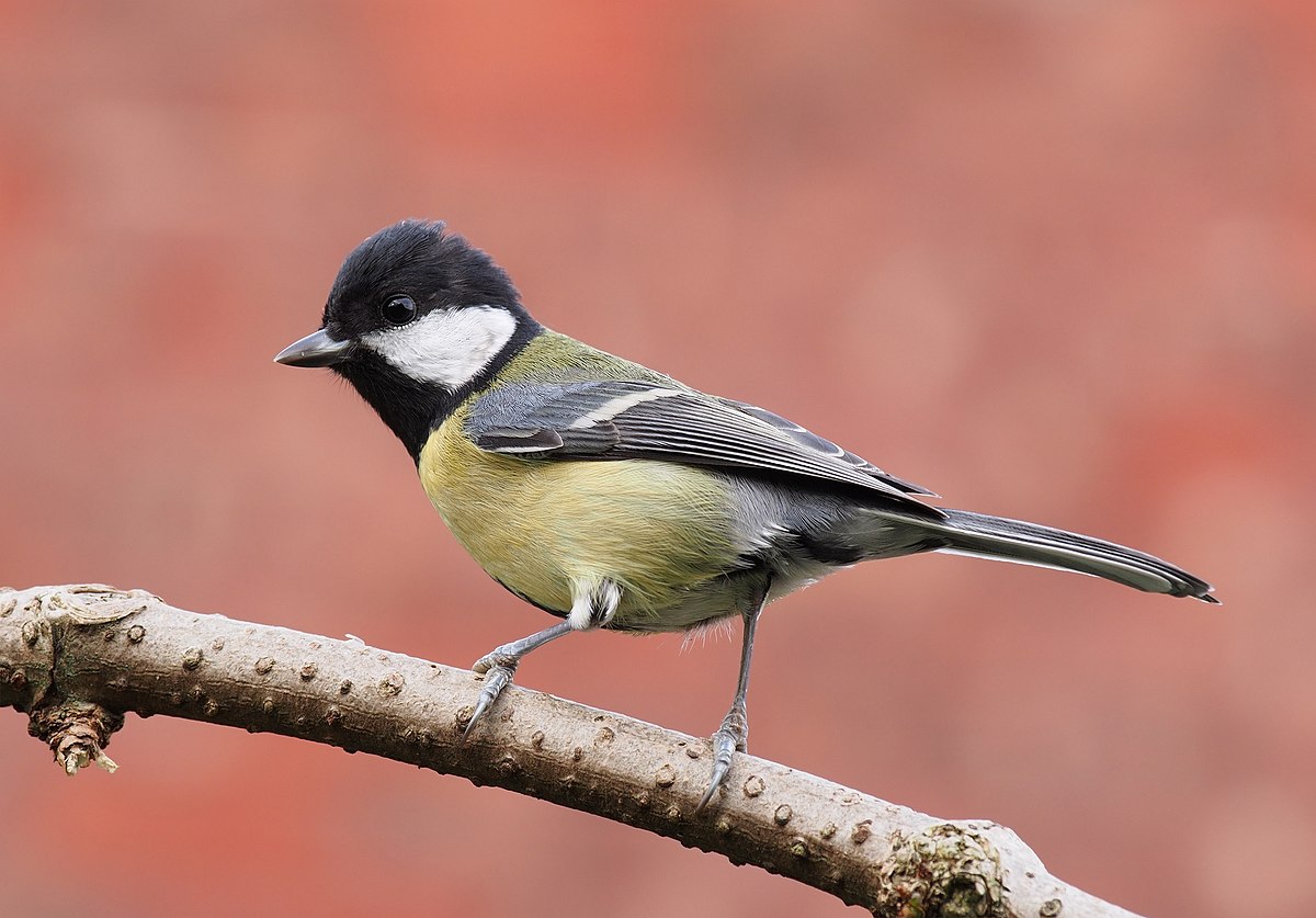 agus mursalim add Great Tits Natural photo