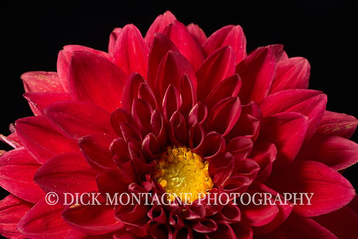 craig wildman add Dahlia Red Pov photo