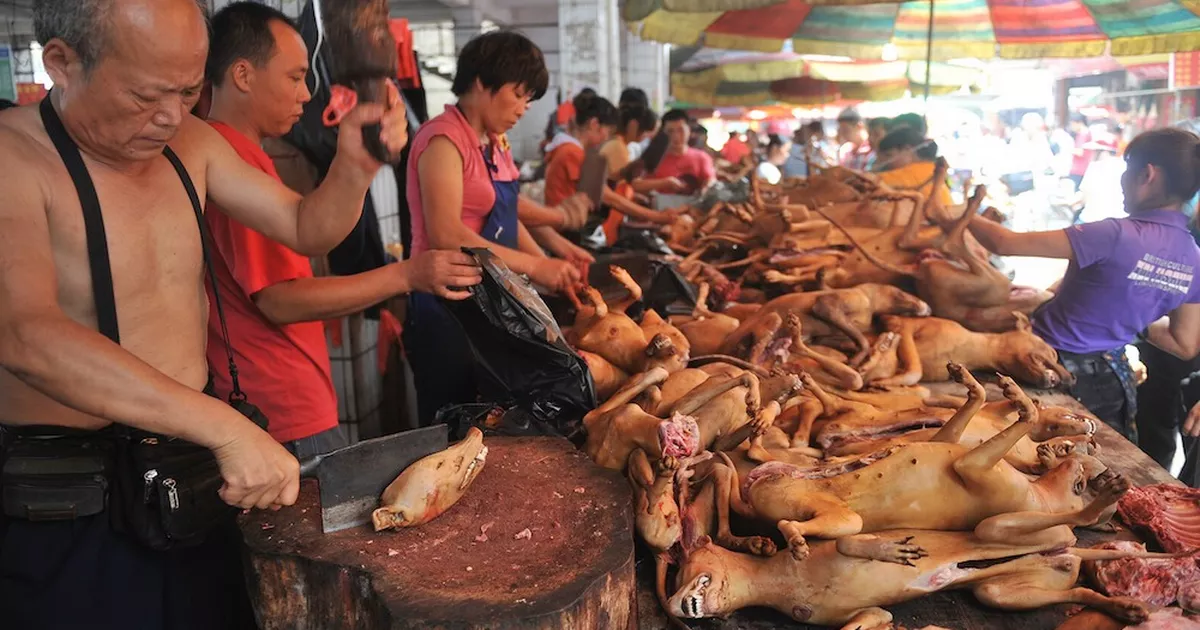 conor leahy add Asian Street Meat Full Videos photo