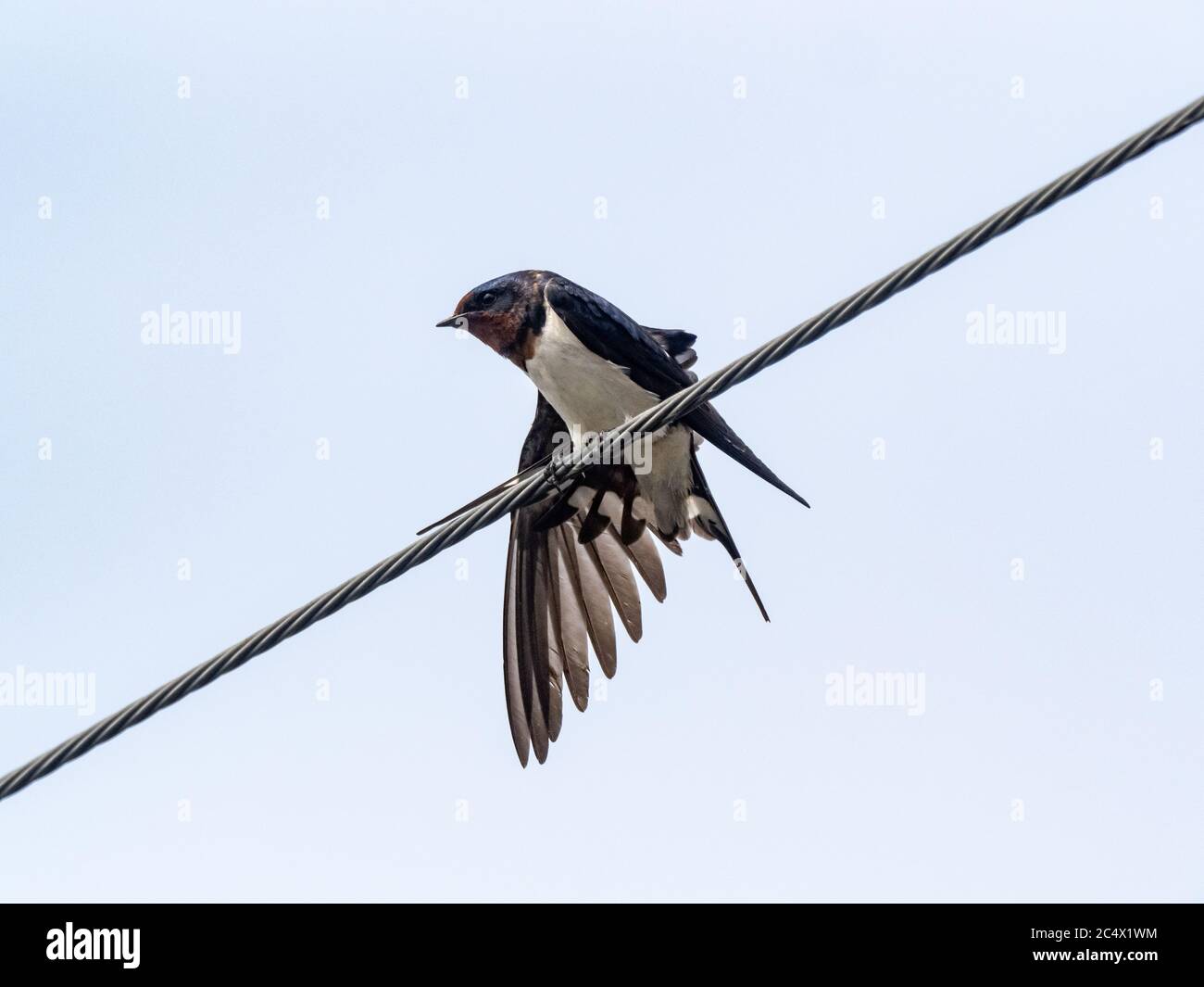 dan goodling add Japan Swallow photo