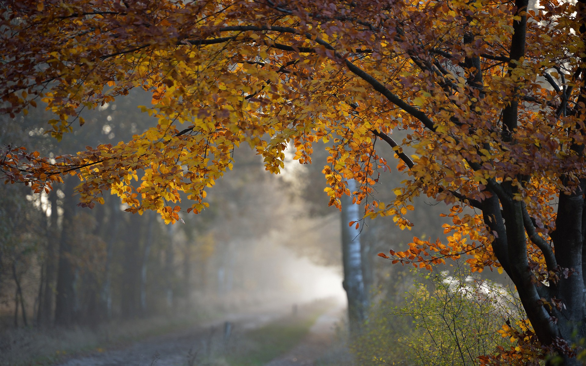 chris copus add Autumn Rain Trans photo