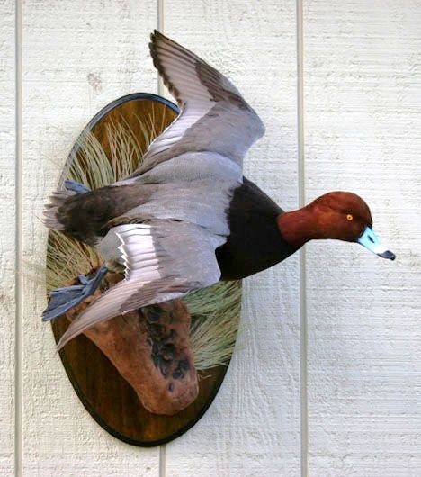 carol sue tompkins add Redhead Mounts photo