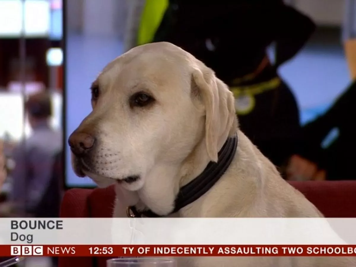 doreen gomez add Bouncing On Bbc photo