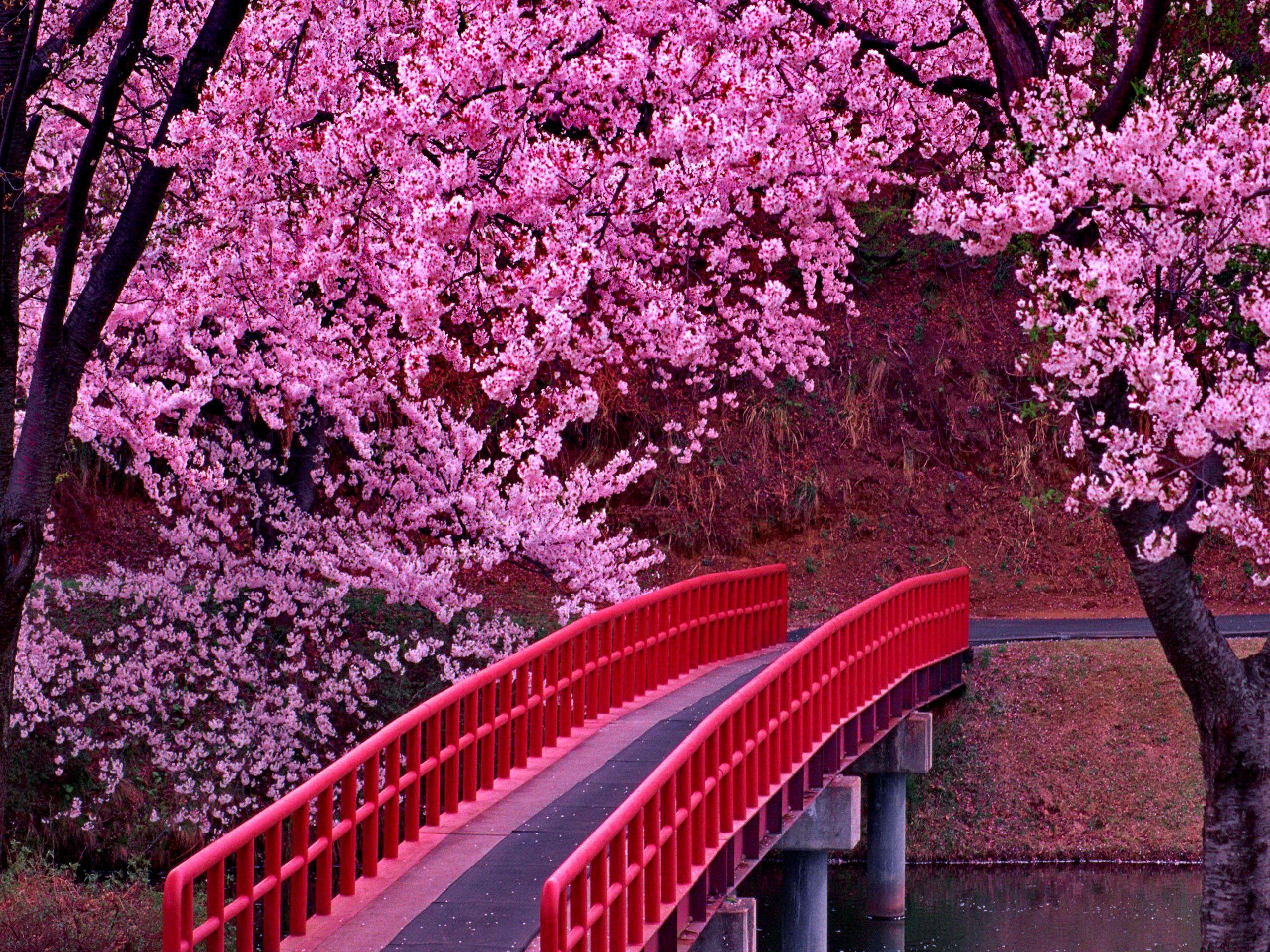 carol blenkinsop add Ms Cherry Blossoms photo