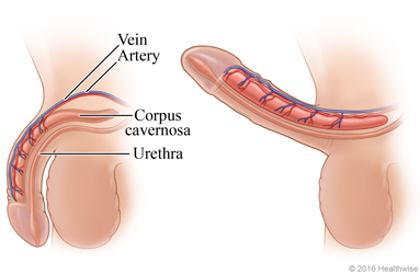 chris da silva add Physical Exam Boner photo