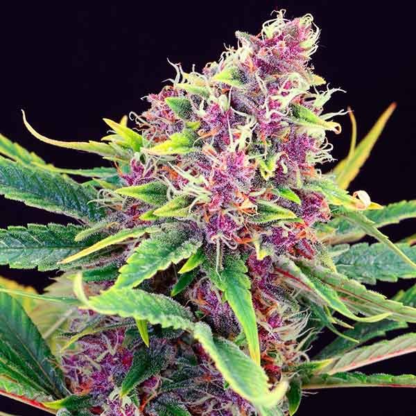 archer keen add Rose Kush photo