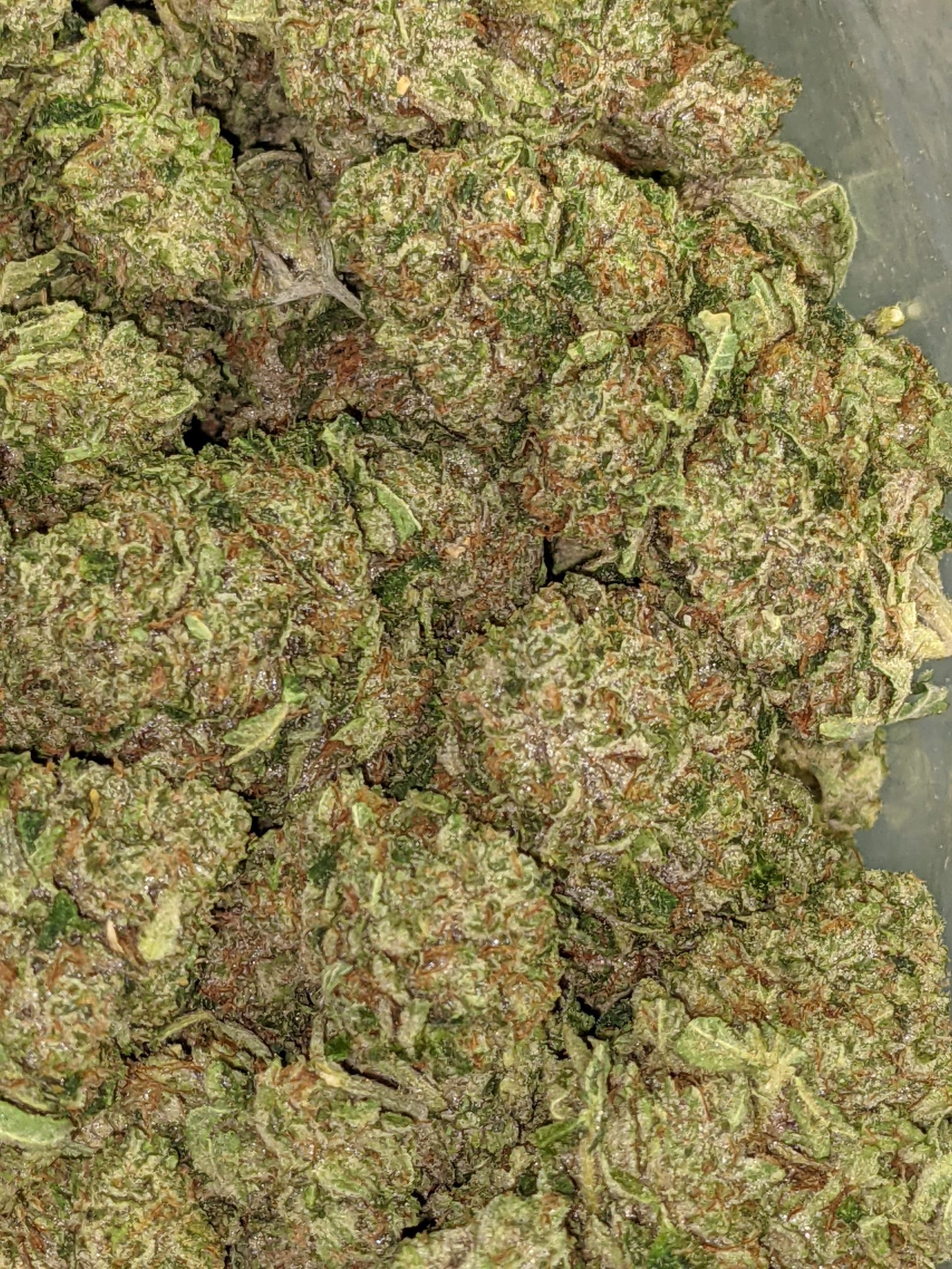 ariella add Rose Kush photo