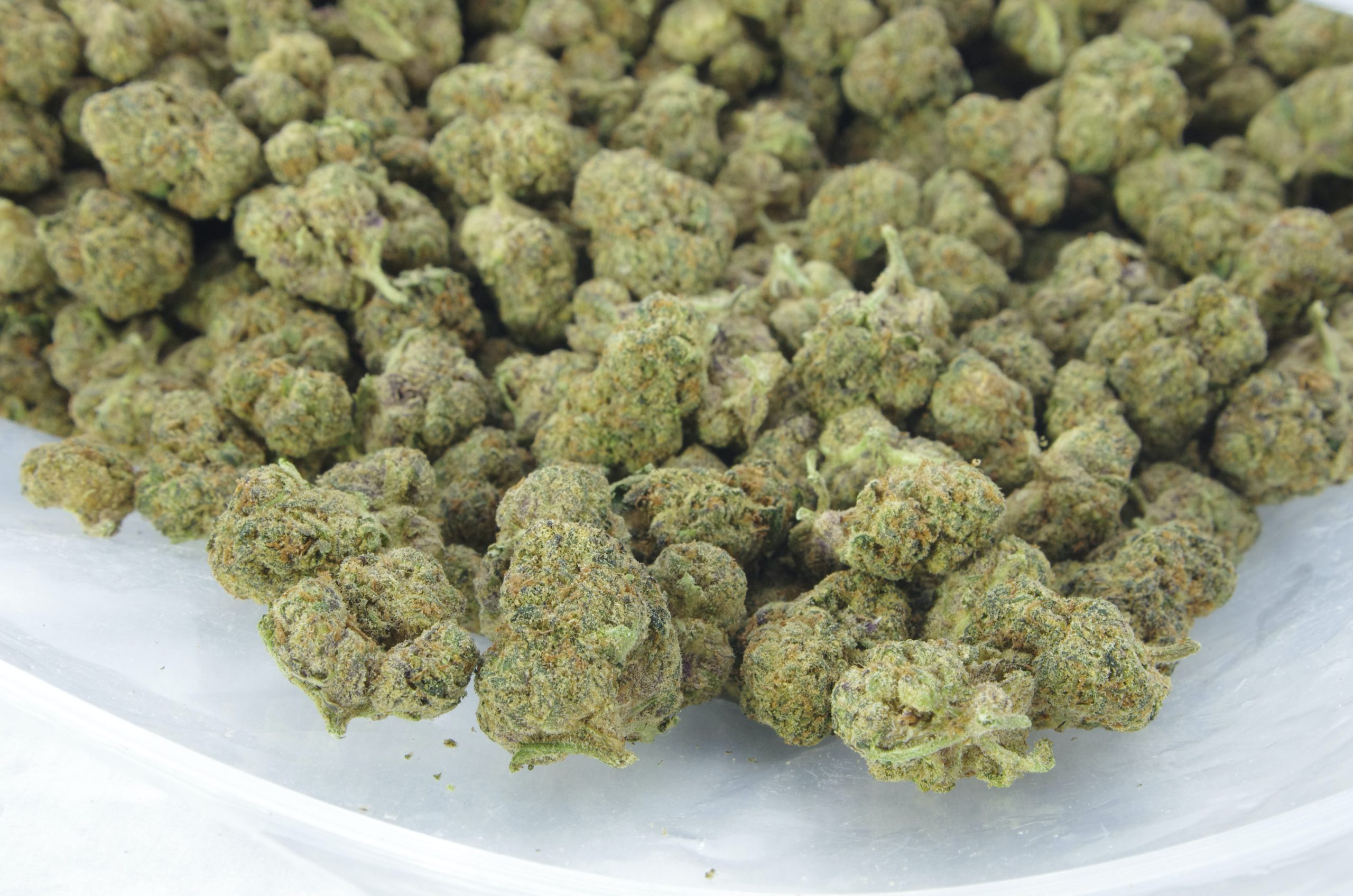 cathy fierro add Rose Kush photo