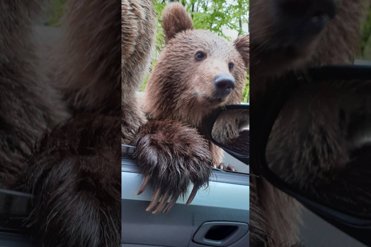 alisa chavez add Hand Job Through Car Window photo