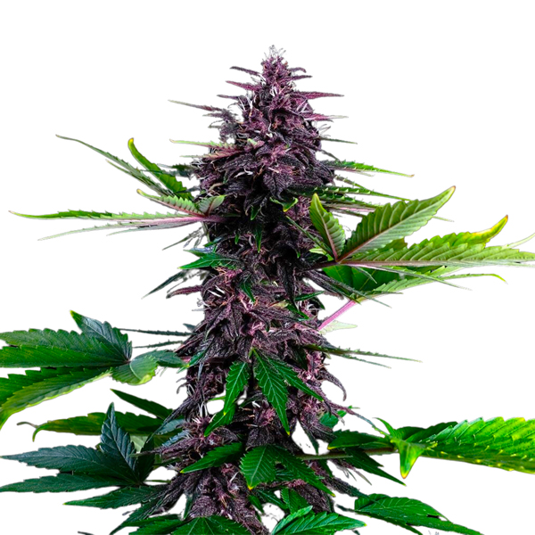 billy jo bob add Rose Kush photo