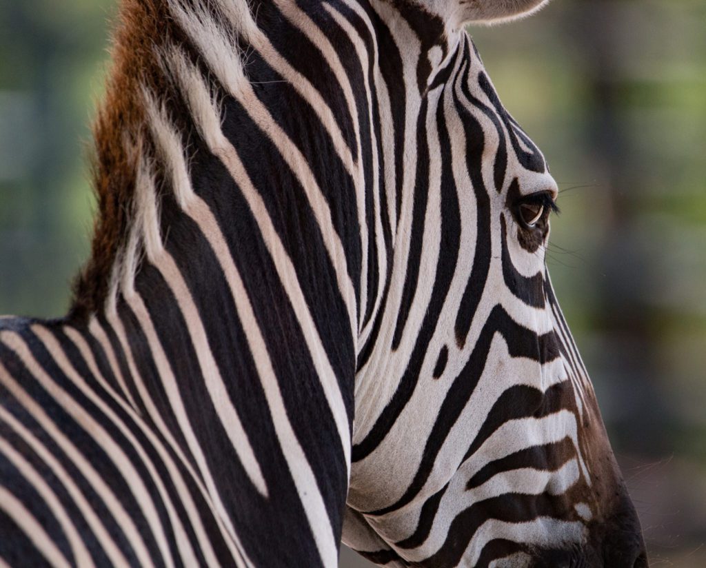 cassandra lien add Zebra Shaved photo