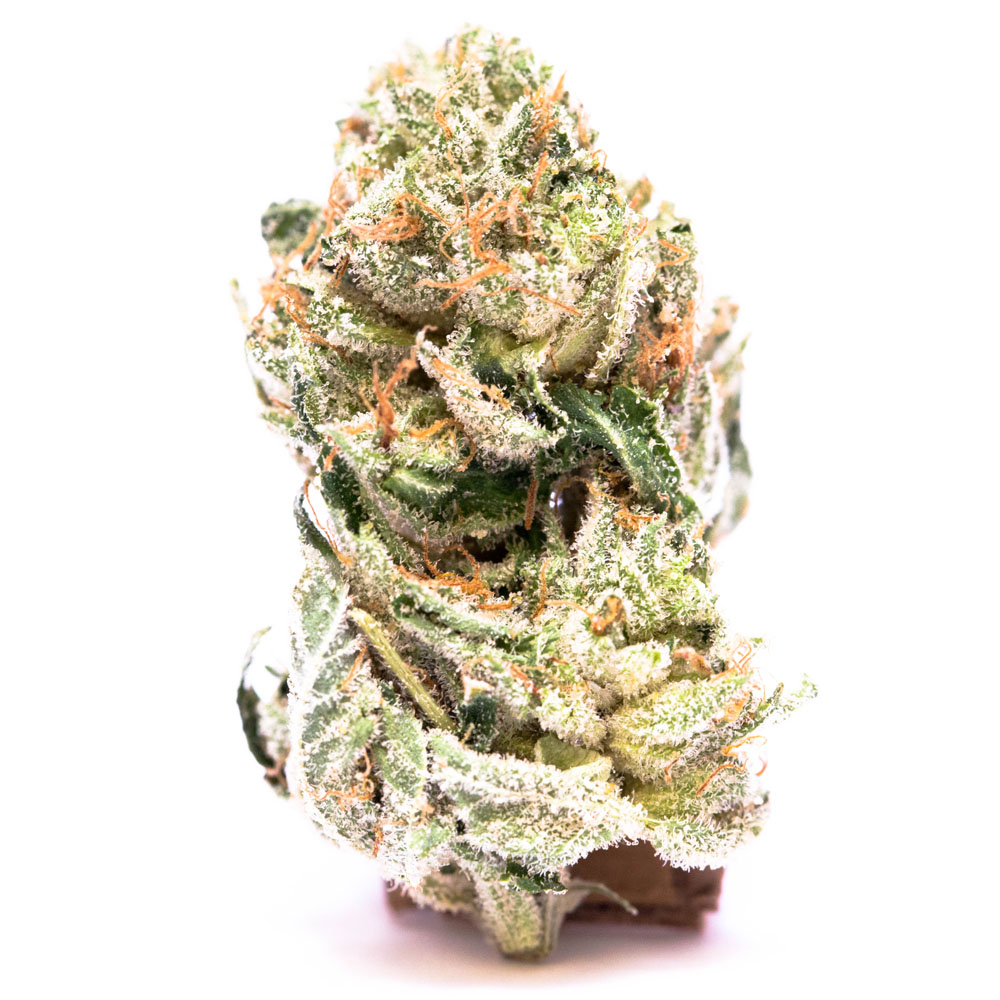 debra gandy add Rose Kush photo
