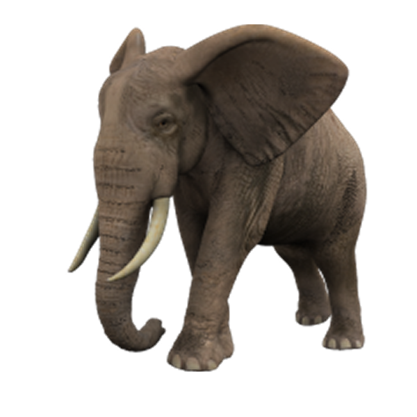 dan nastro add Elephant Tupe Com photo