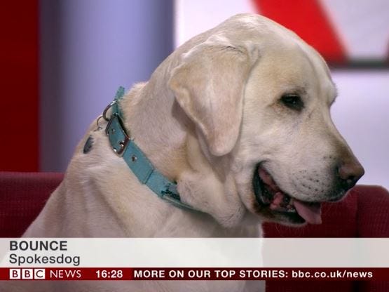 asma rizvi add Bouncing On Bbc photo