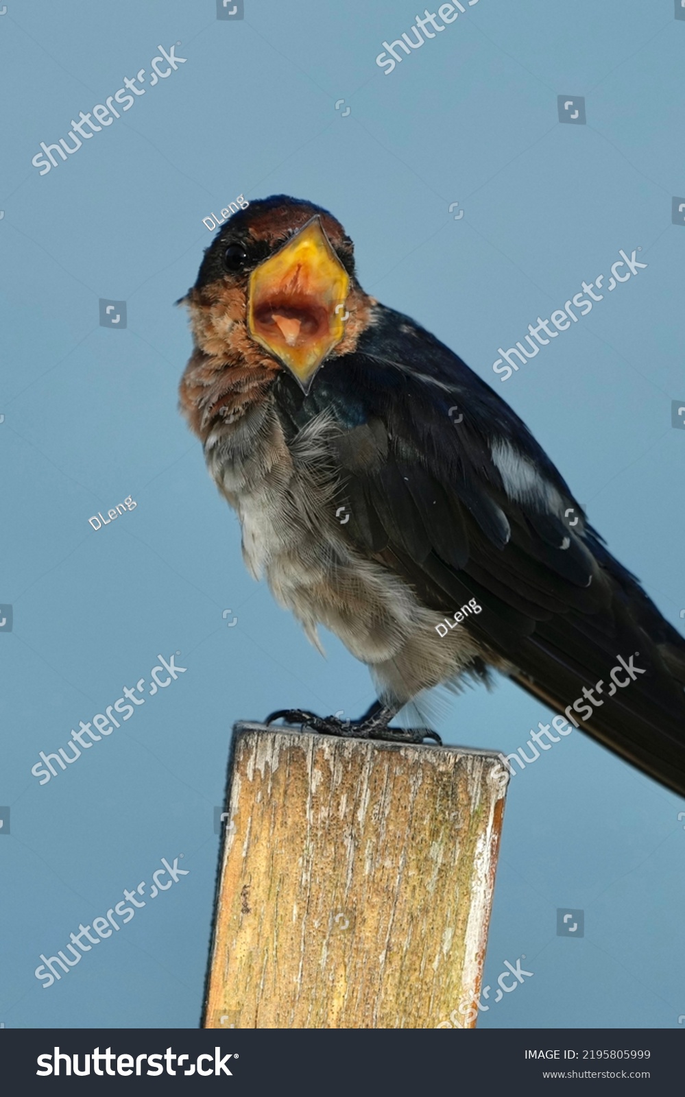 becca brenner add Matures That Swallow photo