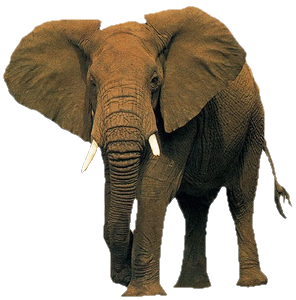darren petterson add Elephant Tupe Com photo