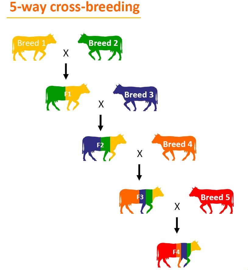 desigan moodley add Crossbreeding Assistance photo