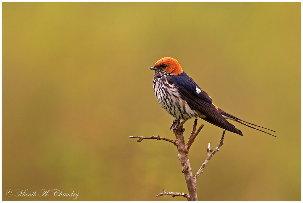 christina spofford add Redheads That Swallow photo